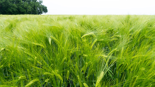 leica summer belgium wheat july fields dlux5