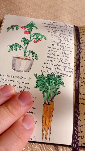 Veggie sketchings
