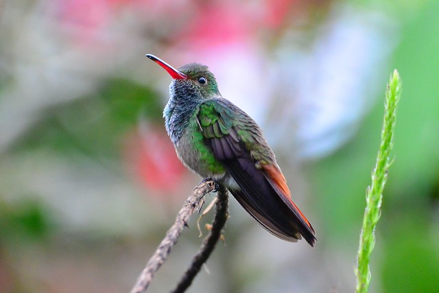 Rufous-tailed Hummingbird (Amazilia tzacatl)