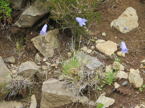 Harebells