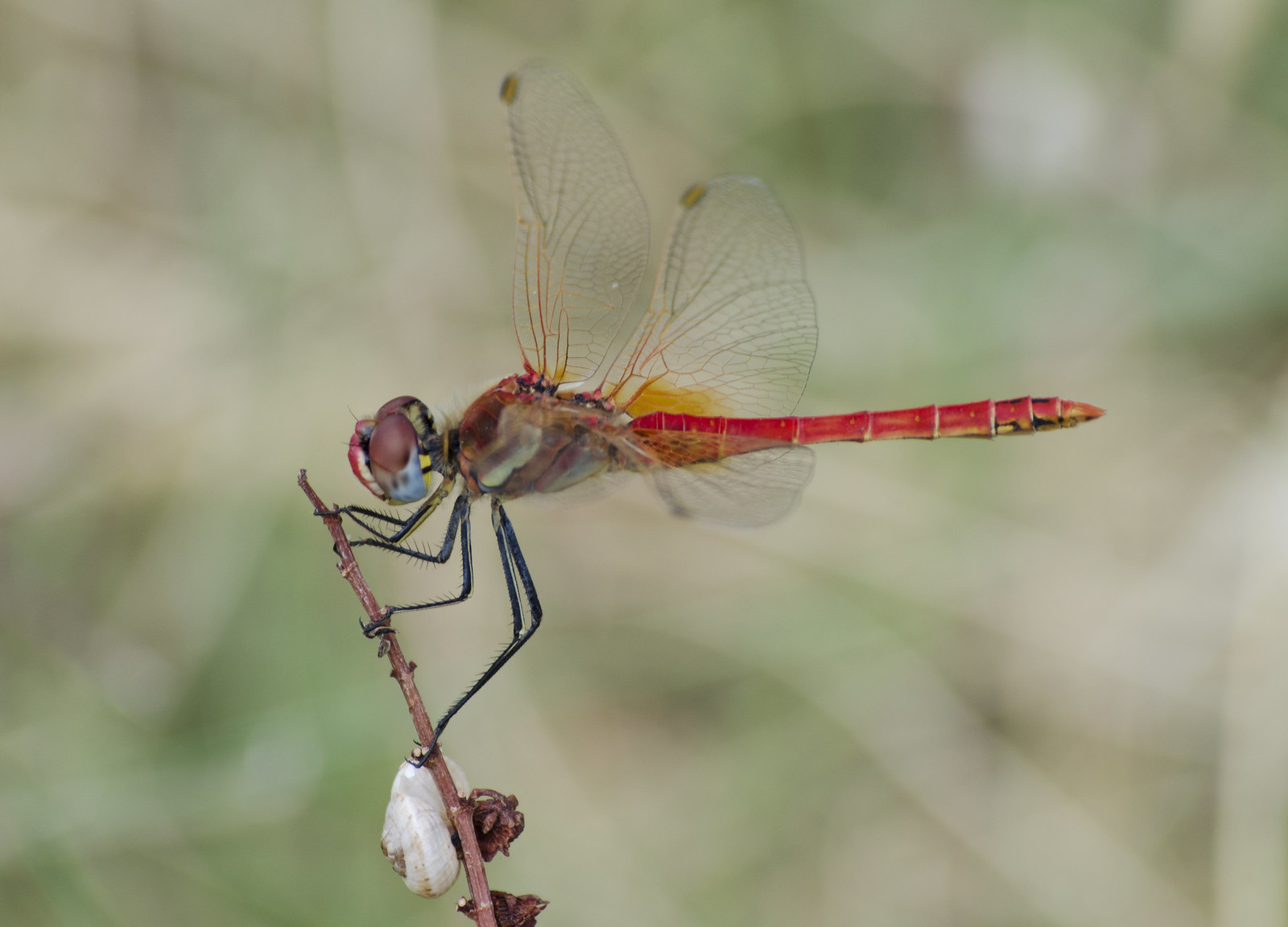 Dragonfly close-up*