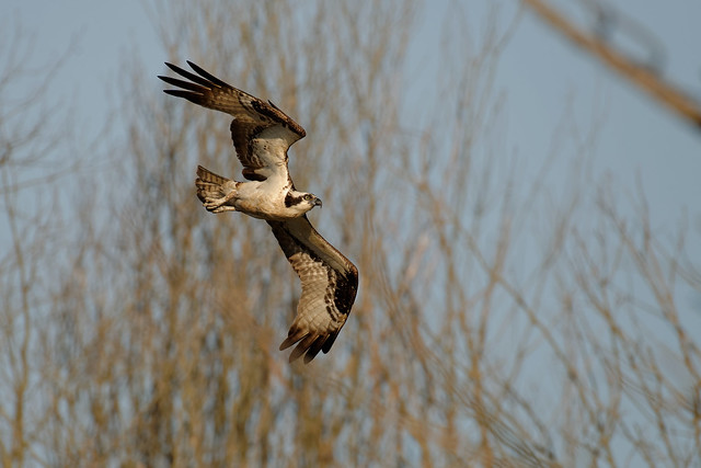 Osprey flying in Huntley Meadows