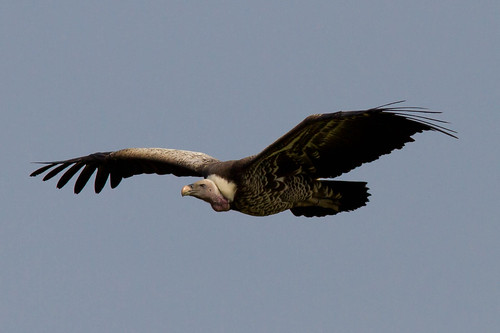Rüppell’s Griffon Vulture | Banham Zoo | Deadpanhammer | Flickr