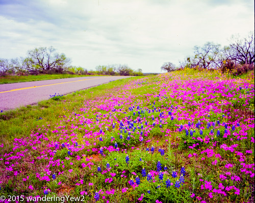 flower 120 mamiya film mediumformat texas bluebonnet hillcountry wildflower filmscan texaswildflowers texashillcountry mamiya7ii castellhighway