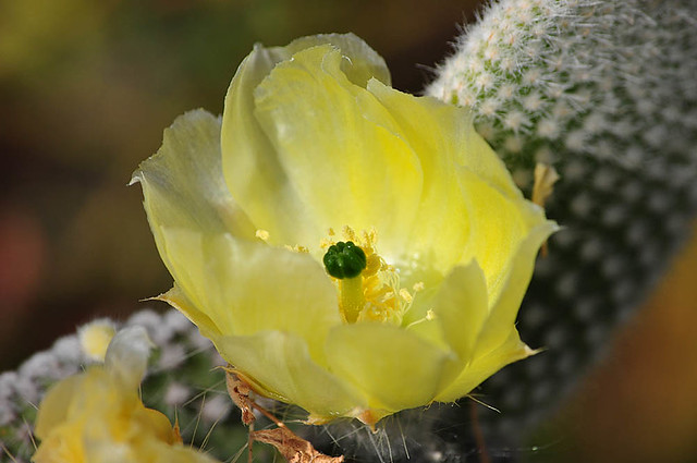 Little Yellow Cactus Flower