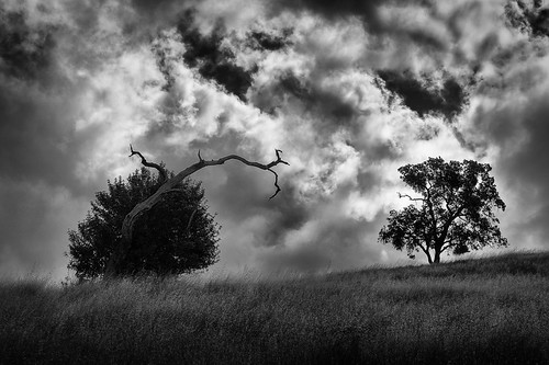 1235mm 2016 bw california clouds em5 geotag hiking monochrome outdoor tree treescape calerocountypark
