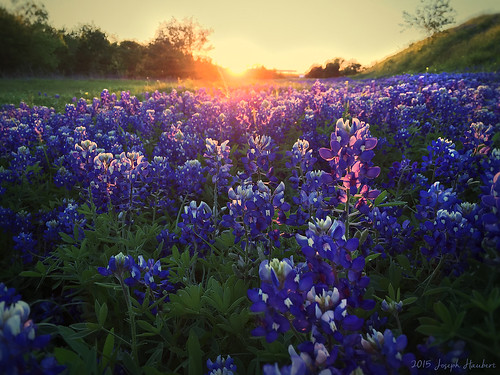 flowers sunset landscape dallas spring meadow bluebonnets iphone dallastx texassky fieldofflowers dallasskyline dallassunset texassunset texashighway josephhaubert iphoneography