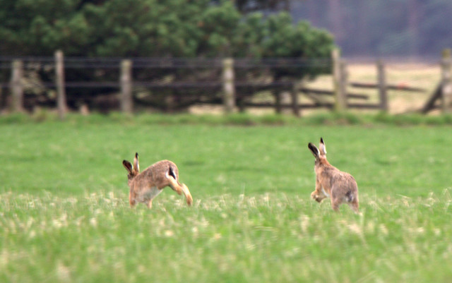 running hares