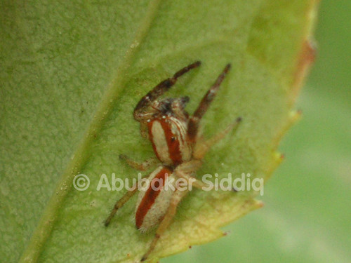 A very small jumping Spider found on leave of a rose plant