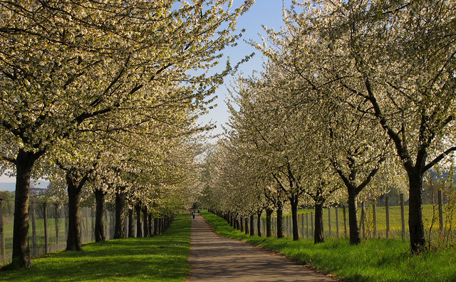 Avenue of blooming Wild Cherry Trees