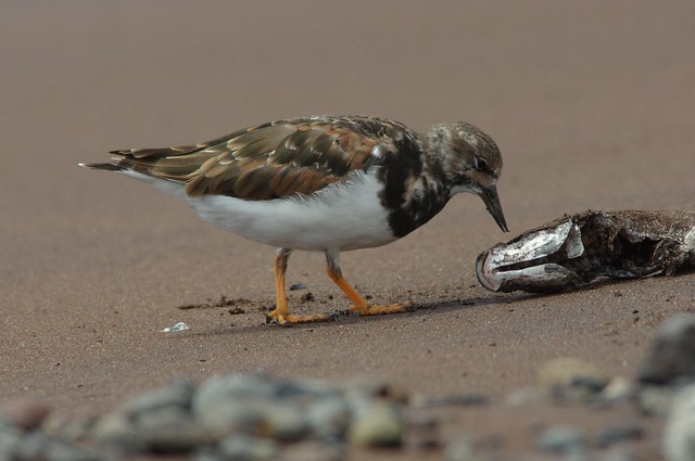 IMGP8107 Turnstone with fish for lunch, Machico, Madeira, April 2015
