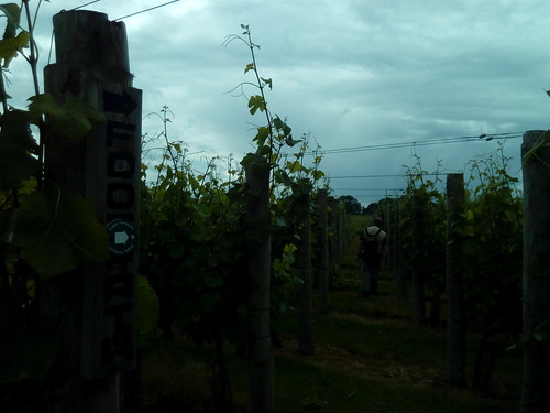 Tiptoe through the tulips ... err I meant vines Redfold Vineyards have kindly signposted the right of way through their vineyard and created a clearly discernable footpath for walkers to follow. Much appreciated by the Saturday Walking Club