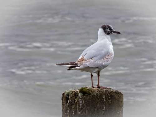 gull [explored] | by carol_malky