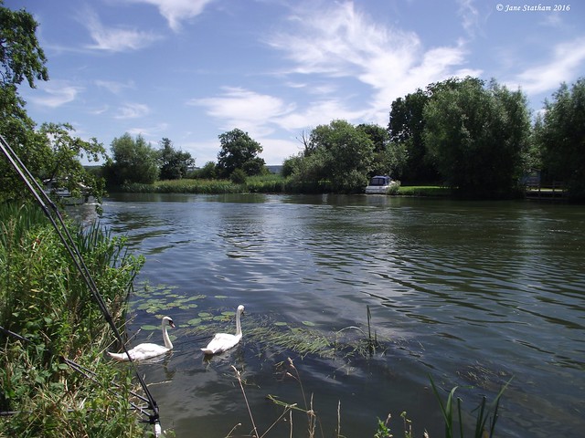 Swans and the view - Cholsey Marsh.