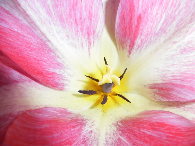 Tulip Closeup
