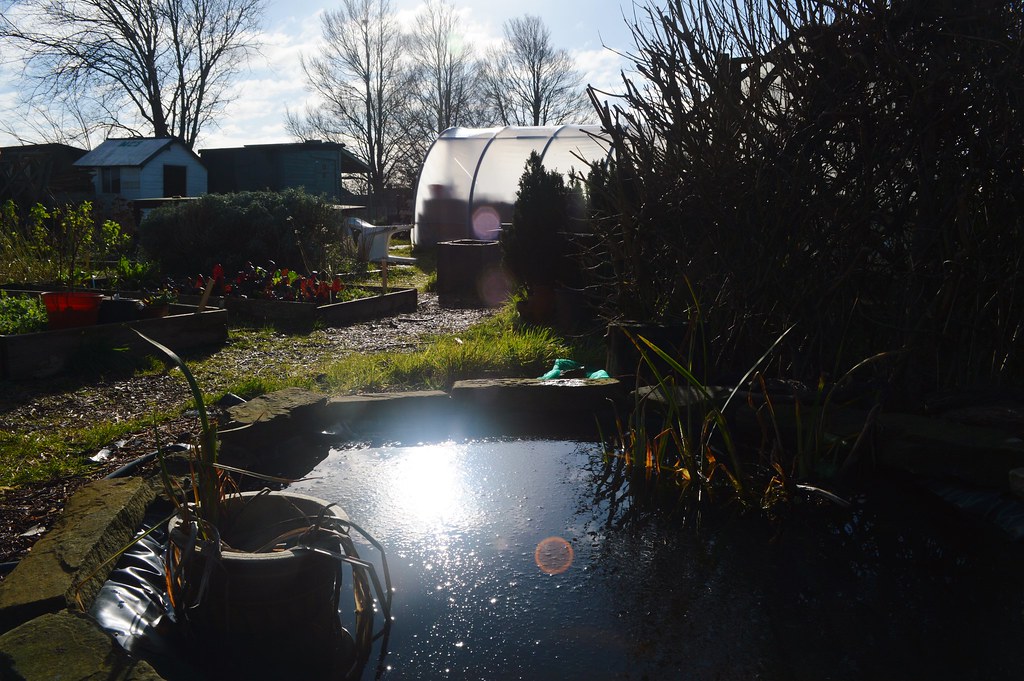 Winter sunshine at the allotment