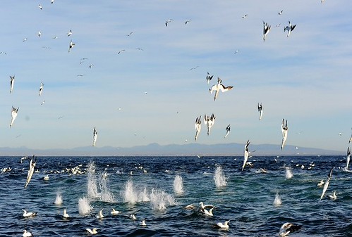 Sardine Run