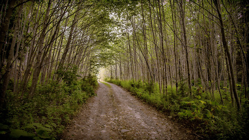 road path trees nature