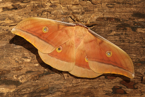 macro chinese moths temperate antheraeapernyi oaksilkmoth tussahmoth