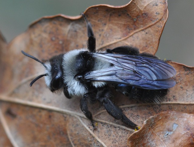 Andrena cineraria