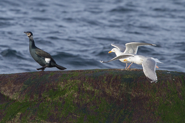 Great Cormorant and Herring Gull at Vik IMG_3193