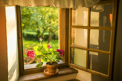 window wooden light sunlight afternoon glass pot plant pottedplant flowers garden trees grass view house interior