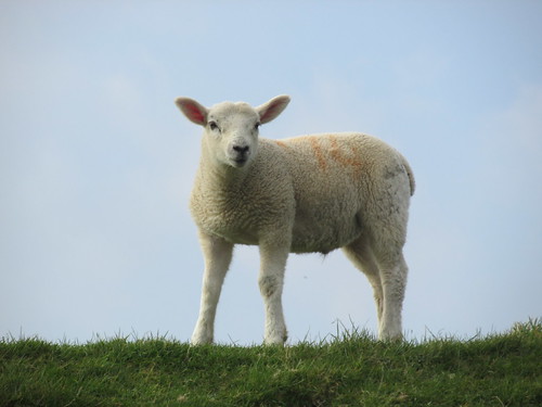 April 6, 2015: Glynde to Seaford Cuckmere Haven lamb