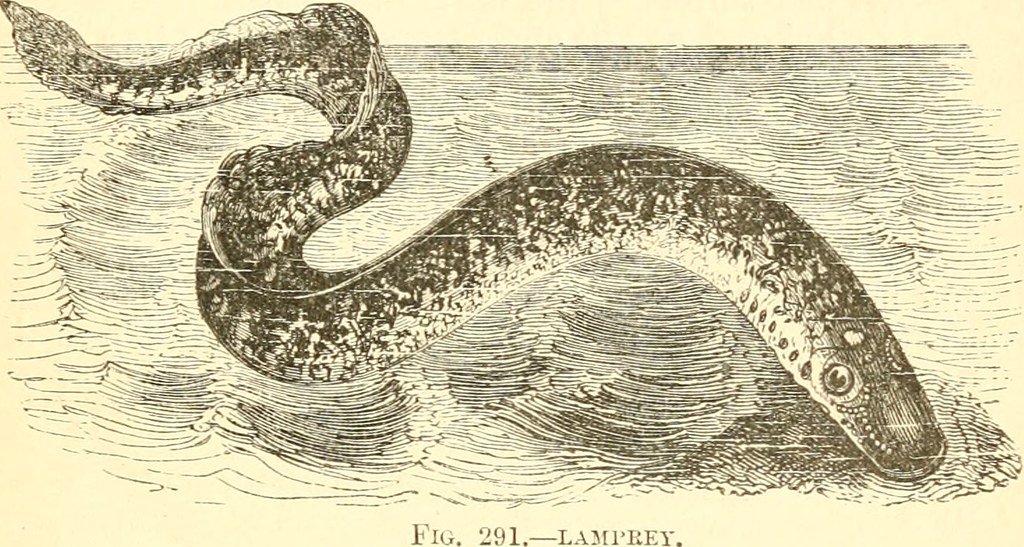 Image from page 380 of "The animal creation: a popular introduction to zoology" (1865)