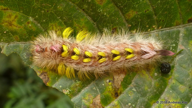 Caterpillar of an American silkworm moth, Apatelodidae