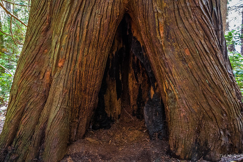 2016 bc tedmcgrath tedsphotos francispointprovincialpark park tree oldgrowthtree bark treebark nikon nikonfx nikond750 cropped vignetting outdoor britishcolumbia sunshinecoast