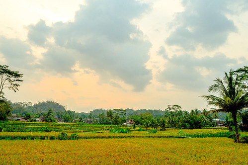 sawah awan landscape agriculture pertanian padi pemandangan