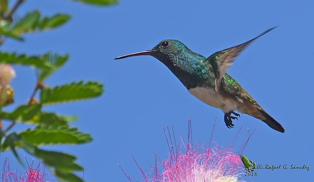 Snowy-bellied hummingbird - Ariane d'Edward - Amazilia de Edward - Amazilia edward