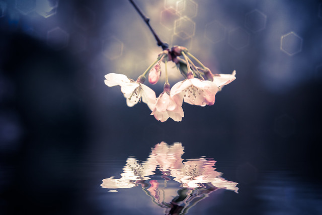 Sakura Love New by Simon Hadleigh-Sparks