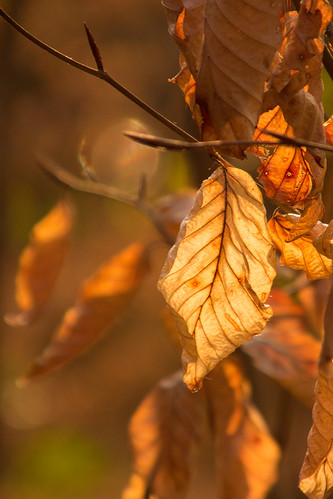 leaf branch botanical sun ray light orange sunset harmony pattern