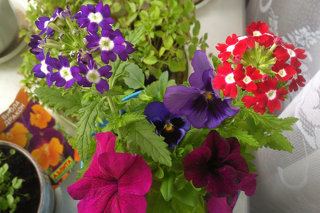 verbena, petunia & viola tricolor