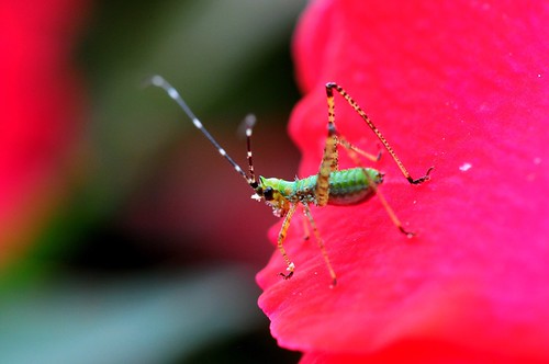 Baby Grasshopper | by Zazii529