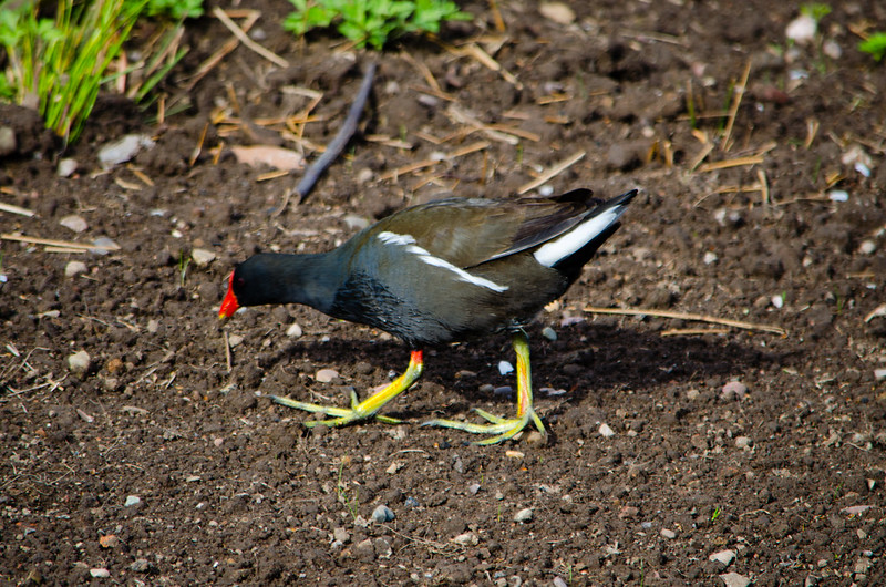Keep off the grass seeds