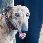 Greyhound Adventures at Horn Pond, Woburn MA, May 31st 2015