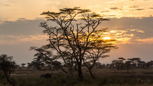sunrise landscape tanzania mara serengeti raghujana aarjayphotography
