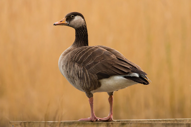 Greylag/Canada goose hybrid