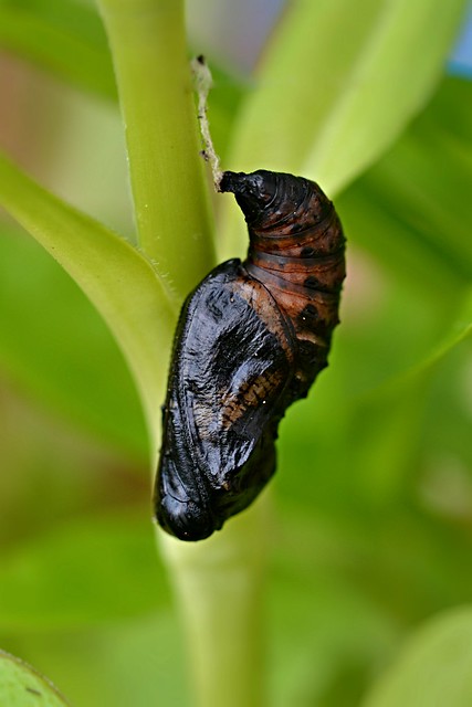 Dark Green Fritillary (Argynnis aglaja) pupa