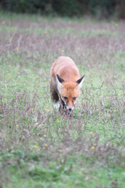 Red Fox {Vulpes vulpes} - Willoughby Fields