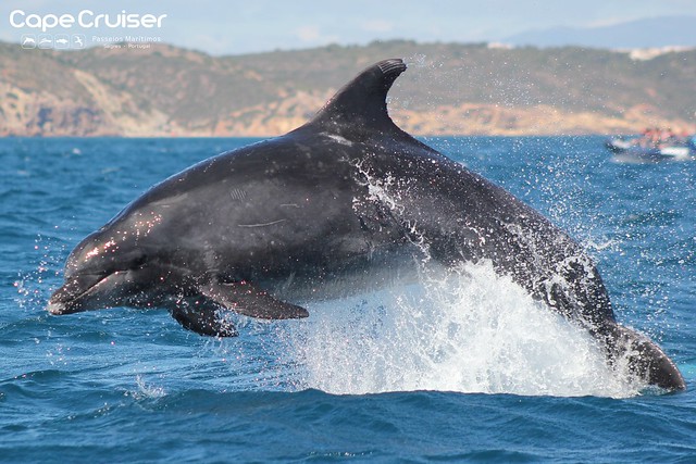 Golfinho Roaz / Bottlenose Dolphin - Cape Cruiser - Sagres