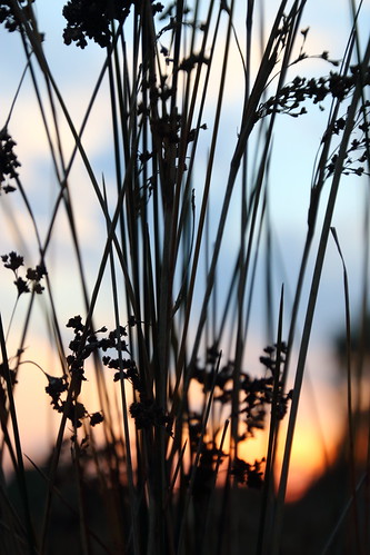 sunset blur grass silhouette spikes