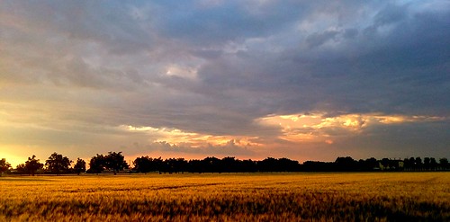 italy tree clouds landscape italia tramonto nuvole sony emilia giallo albero plain paesaggio grano pianura xperiaz c6603