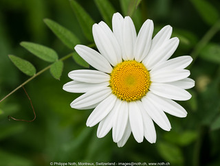 Soustal, Chilchfluepass | Ox-eye daisy (leucanthemum vulgare… | Flickr