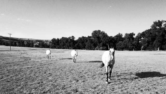 all the pretty horses 🐴