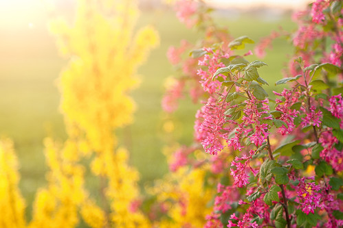 Ahhhh le printemps, saison du renouveau... by LDream2505 (Michel Dogniaux), 