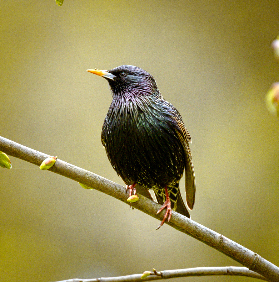 Starling on a branch