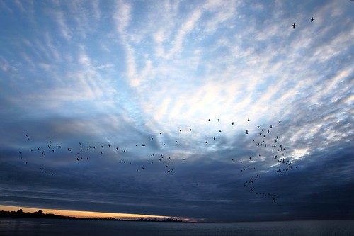 morning blue light sky toronto ontario birds sunrise hope spring beginning mississauga